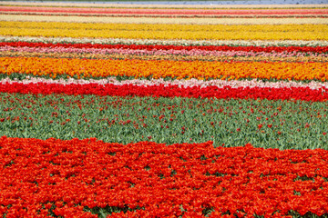 Wall Mural - field of tulips and hyacinths