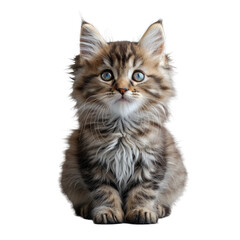  Cute kitten isolated on a transparent background for web, banner, wallpaper