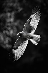 Sticker - Bird in Flight BW