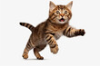 © Nacci - Cute Tabby Cat Jumping on Transparent Background