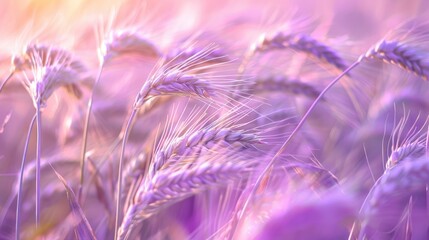 Canvas Print - The wheat ears in light