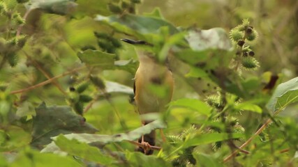Wall Mural - Indian Ashy Prinia or Ashy Wren-Warbler on a Plant 1080