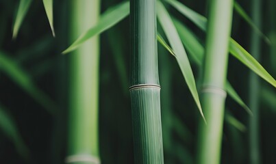  closeup of the black strips on bamboo shoots, Generative AI