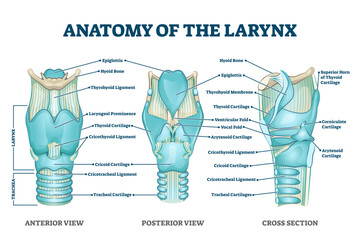 Poster - Larynx anatomy with labeled structure scheme and educational medical views, transparent background. Anterior, posterior and cross section examination with trachea parts illustration.