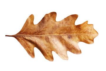 transparent, clipping pathsingle dried oak leaf with golden brown textures isolated on transparent or white background, clipping path, cut out