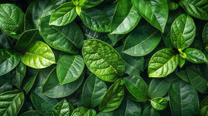 Wall Mural - lush green leaves covered in dew under natural light in a forest setting