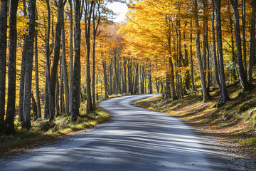 Canvas Print - Scenic Mountain Road Surrounded by Autumn Foliage  