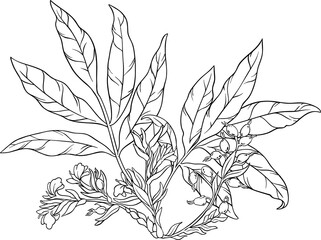 Poster - Cardamom Plant with Outline Illustration