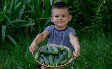 Poster - a boy farmer holds a basket with freshly picked cucumbers. Selective focus