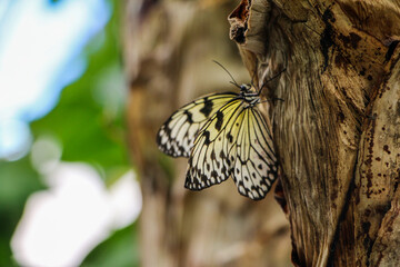 A butterfly with striking black and white wings perched on rugged bark, showcasing its detailed wing patterns against a blurred natural backdrop, creating a serene and organic composition.