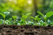 © juliars - Sequential growth stages of green plants emerging from fertile soil with natural background light