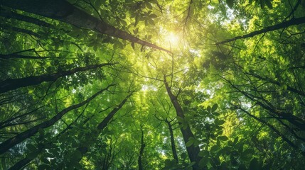Poster - A view from below looking up through the dense foliage of a summer forest, sunlight shining through the leaves and branches.