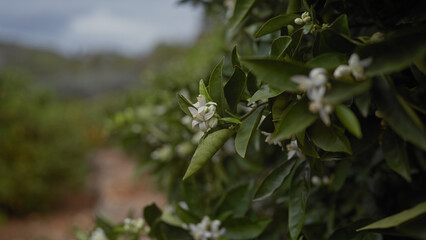 Wall Mural - Close-up of white citrus blossoms on an orange tree, with a blurred orchard background