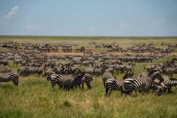 Wall Mural - Large herd of zebras grazing in the savannah under a clear blue sky