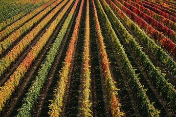 Poster - Aerial View of Colorful Autumn Vineyard in Full Fall Display  