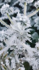 Poster - A close-up view of a plant branch covered in delicate frost crystals, highlighting the intricate beauty of nature during a cold winter day. The delicate white frost formations, resembling miniature sn