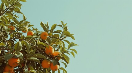 Sticker - Leaves and vibrant oranges stand out against a pale blue background, showcasing a bountiful orange tree bathed in soft, natural light.