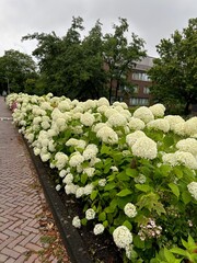 Canvas Print - Beautiful hydrangea bushes blooming on city street