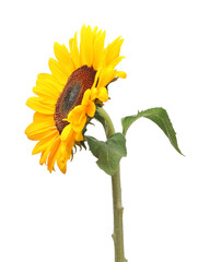 Sticker - One beautiful sunflower with bright petals isolated on white