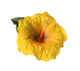 Sticker - Beautiful yellow hibiscus flower isolated on white