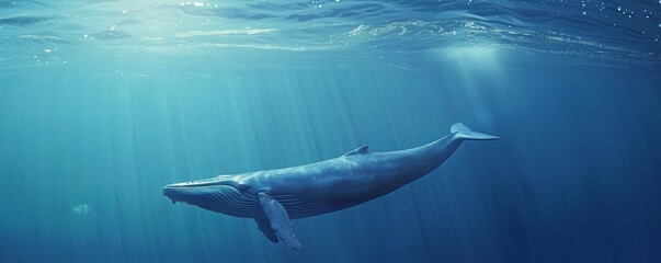 Sticker - Serene blue whale swimming in the open ocean, 4K hyperrealistic photo