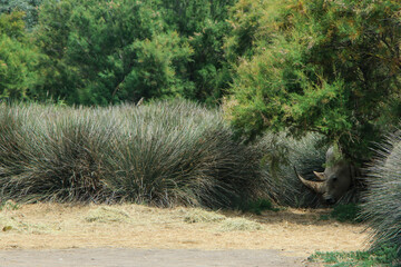 A rhinoceros camouflaged within thick bushes, showcasing the animal’s natural ability to blend into its environment. A perfect representation of wildlife in its native habitat.