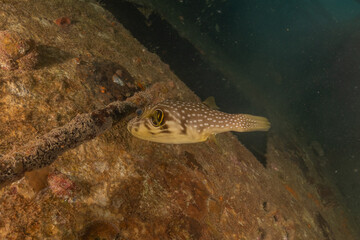 Fish swimming in the Red Sea, colorful fish, Eilat Israel
