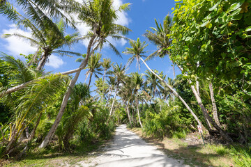 Wall Mural - jungle trail with palm trees, guam, us territory