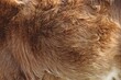 © Wirestock - Close-up texture of brown animal fur with detailed patterns