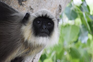 Wall Mural - close-up of a langur monkey with a blurred green background in a natural habitat