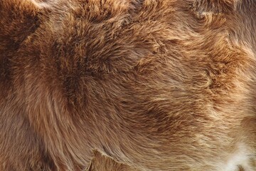 close-up texture of brown animal fur with detailed patterns
