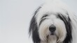 © Shozib - Close-up portrait of a happy and friendly bearded collie dog posing in a studio with copy space