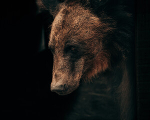 brown bear portrait