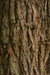 © Alexander - tree bark texture, cracked bark. background texture. High quality photo