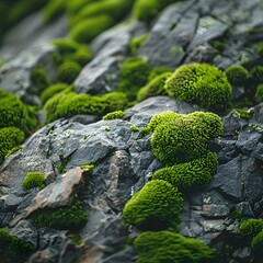 Canvas Print - Captivating Moss Covered Rock Reveals Nature s Intricate Textures and Patterns