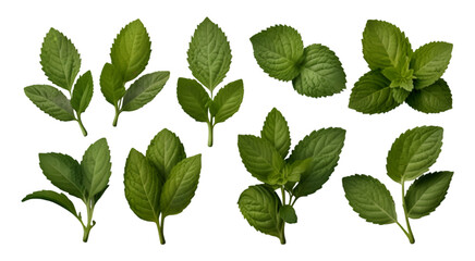 Leaf plant herbs mint. set of mint leaves, fresh mint isolated on transparent background.