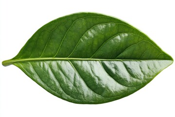 Wall Mural - On a white background, a top view of a green plant leaf can be seen