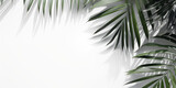 Białe gładkie tło pod baner, grafikę z napisami. Zielone rośliny, gałązki palmy i liście kwiatów. Widok z góry
