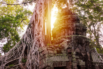 Wall Mural - Angkor Thom, ancient temple ruins in Cambodia jungle with tree roots