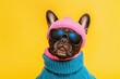 © id512 - funny french bulldog dressed in ski hat and goggles against a bright yellow background