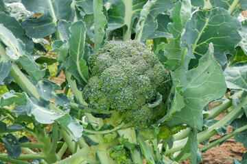 Close-up of ripe organic broccoli growing in the vegetable garden. Agriculture and horticulture concept. 