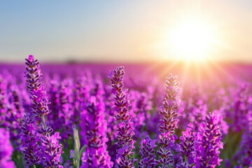 Wall Mural - Lavender field in full bloom at sunset, showcasing vibrant purple flowers under a golden sky, capturing the essence of nature's tranquility and beauty.