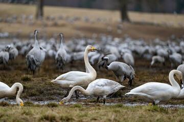 Swan, swans (Cygnus) flapping its wings, cranes (Grus grus) in the background