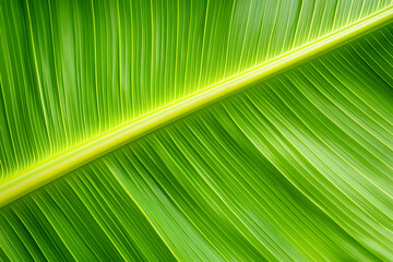 Close up Tropical green banana leaf with detailed texture background. Generative Ai.