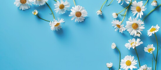 Poster - Spring themed design template featuring delicate white camomile flowers on a vibrant blue background ideal for text arrangement within the copy space image