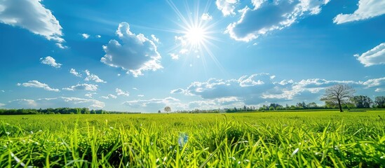 Poster - Sunny blue sky with green grass provides a vibrant backdrop for copy space image