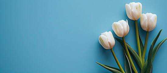 Aufkleber - A serene blue backdrop with five tulips ideal for a copy space image