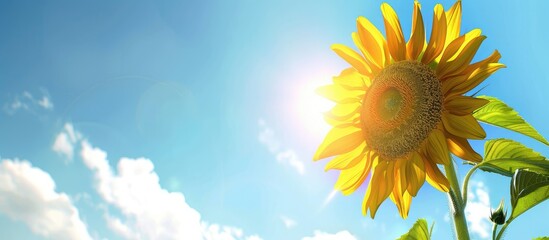 Poster - Panoramic banner featuring a sunflower against a blue sky with copy space image