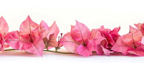 Poster - Pink Bougainvillea flower isolated on white background providing ample copy space image