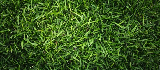 Poster - Background of vibrant green grass with copy space image